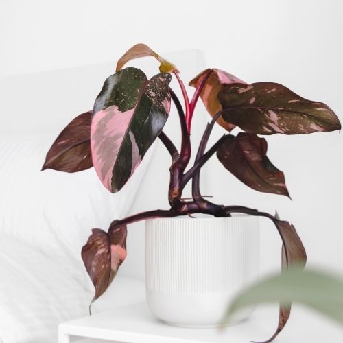 Pink Princess Philodendron Care And Propagation Sprouts And Stems