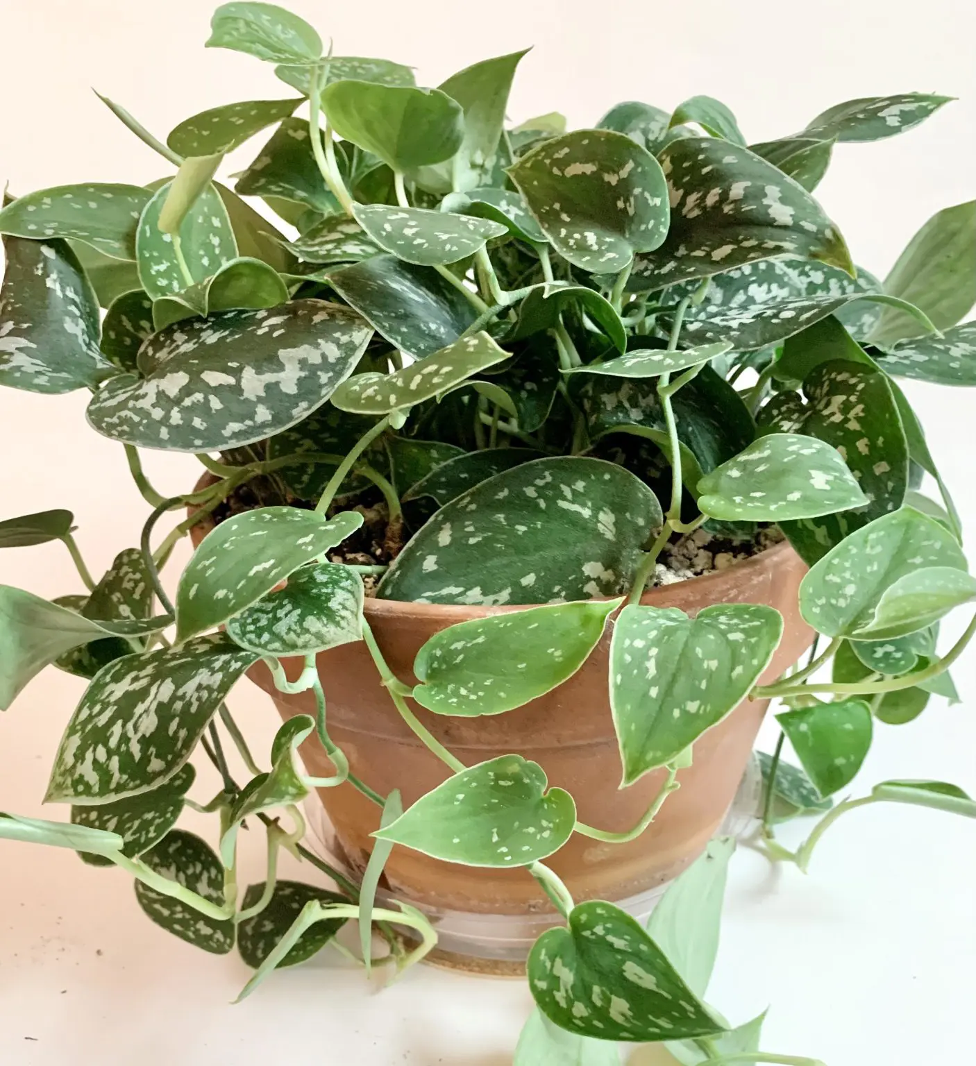 Satin Pothos Care, Propagation, and More Sprouts and Stems