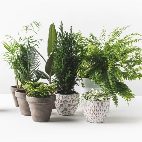 group of plants on a table