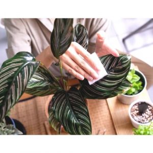 Calathea Ornata Care and Propagation | Sprouts and Stems