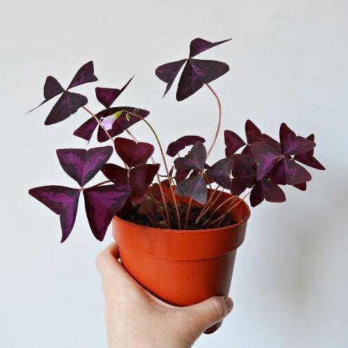 Hand holding a Oxalis triangularis potted plant