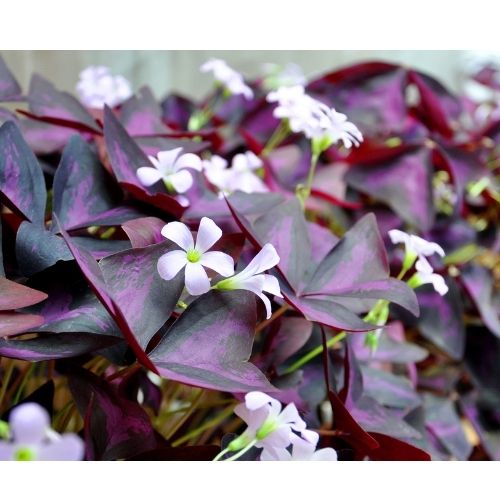 Oxalis triangularis flowers and leaves