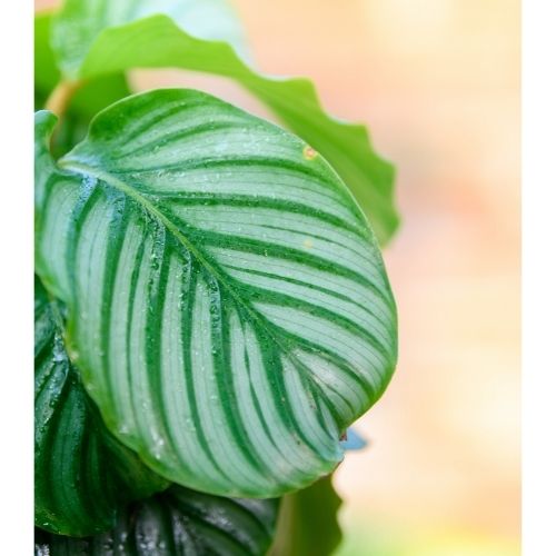 dracaena marginata yellow leaves Dracaena Marginata Ray of Sunshine main image 0