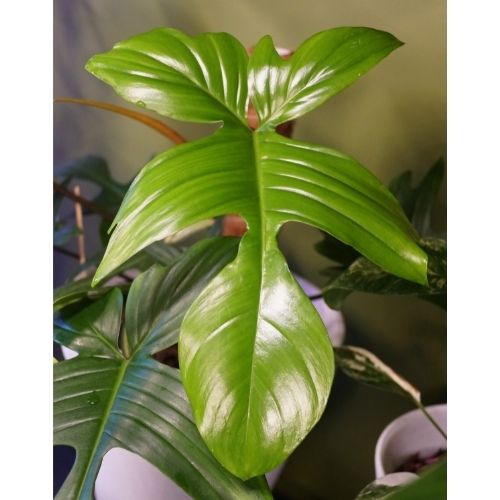 Philodendron Florida Ghost leaf