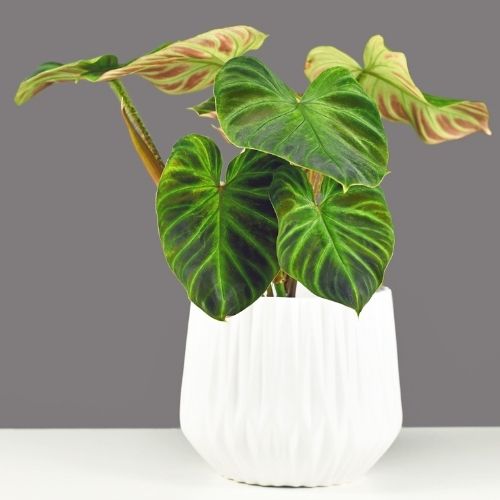 Philodendron verrucosum potted plant