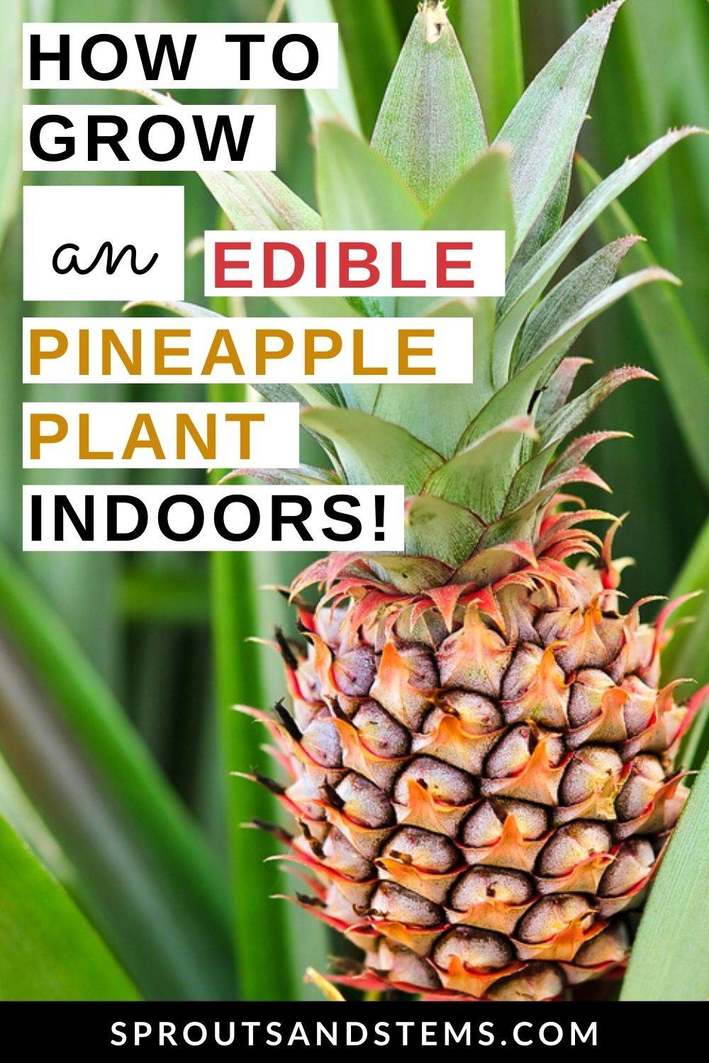 Apple Edible Indoor Pineapple Plant