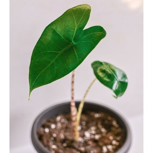 Alocasia Zebrina potted plant