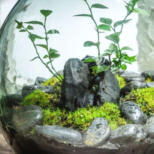 opføre sig Optimistisk Sorg 10 Easy Closed Terrarium Plants | Sprouts and Stems