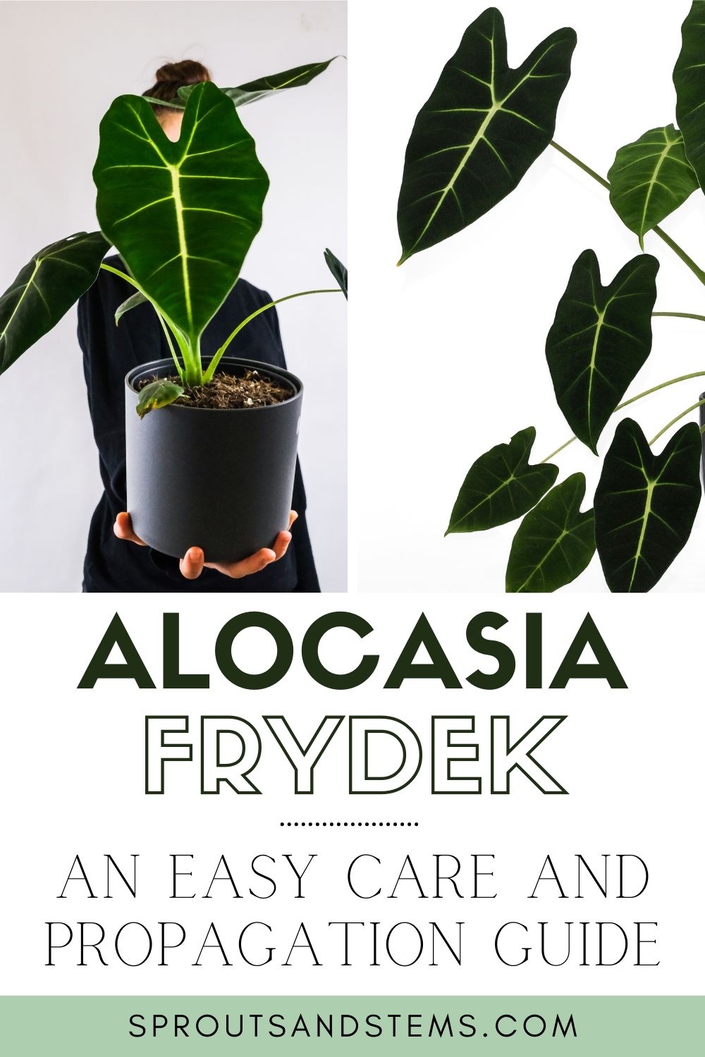 How to Care for and Propagate Alocasia Frydek | Sprouts and Stems