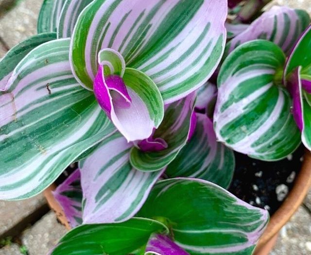 tradescantia nanouk plant