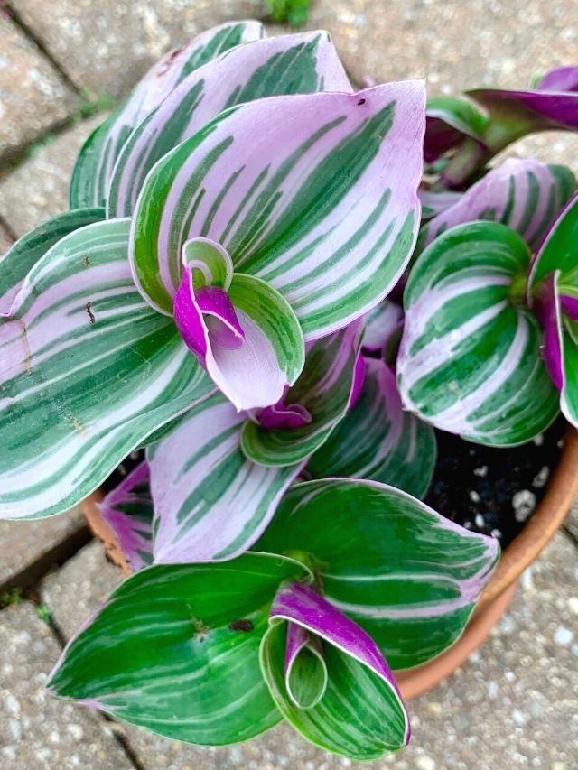 Tradescantia Nanouk Care & Propagation