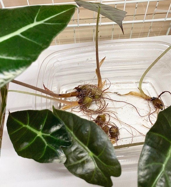 https://sproutsandstems.com/wp-content/uploads/2021/06/alocasia-polly-corms.jpg?utm_source=chatgpt.com