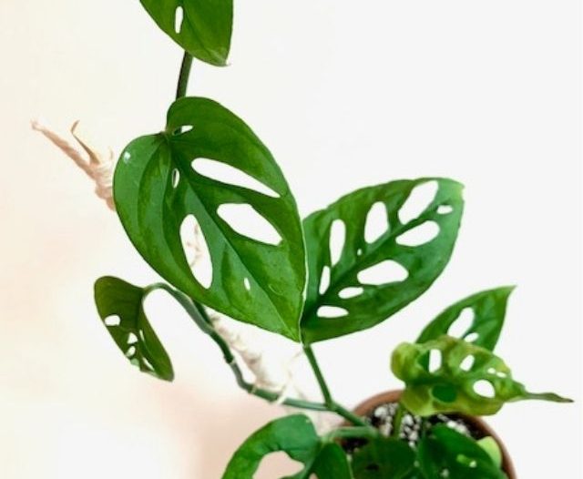 Monstera adansonii plant and leaves