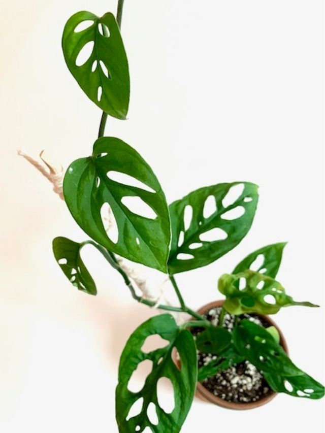 Monstera Adansonii Care & Propagation