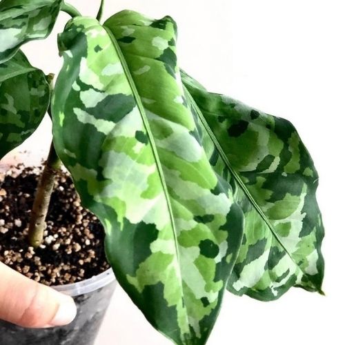 Aglaonema Pictum Tricolor or Fla Ghost Shipping US or local delivery Beautiful healthy ready for new home 3 to 5 leaves plus each plant