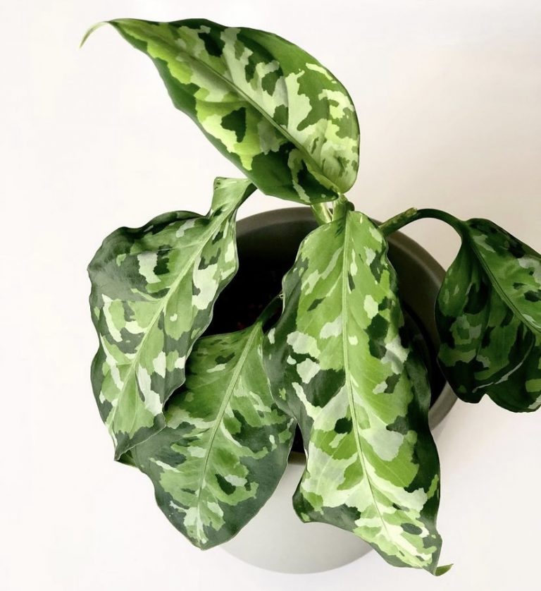 Easy Aglaonema Pictum Tricolor Care & Propagation! 