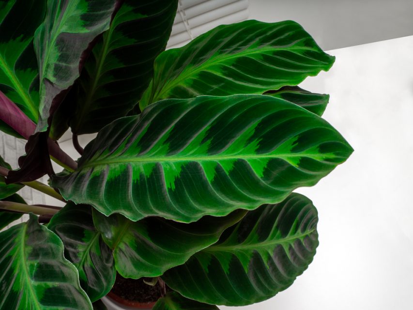 Easy Calathea Warscewiczii Care and Propagation! Sprouts and Stems