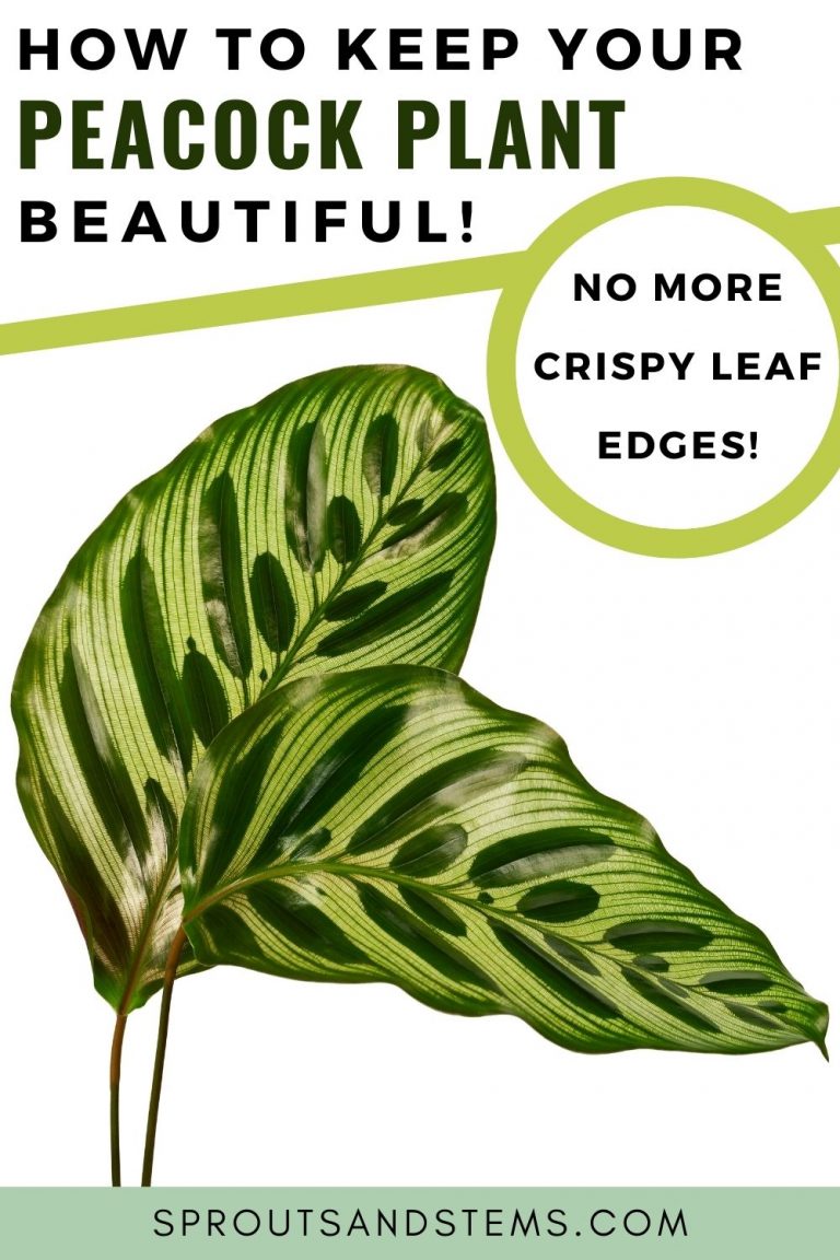 Peacock Plant Easy Care and Propagation Sprouts and Stems