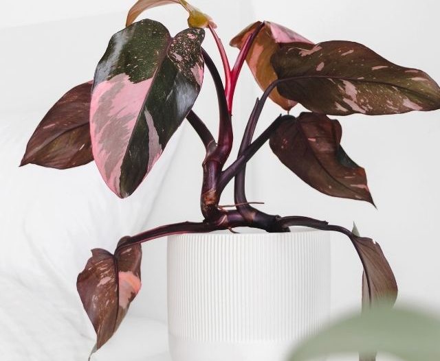 pink princess philodendron on a table