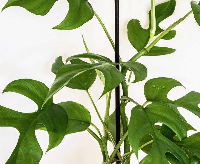 Rhaphidophora Tetrasperma plant