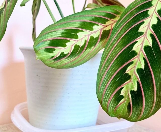 bottom watering plants