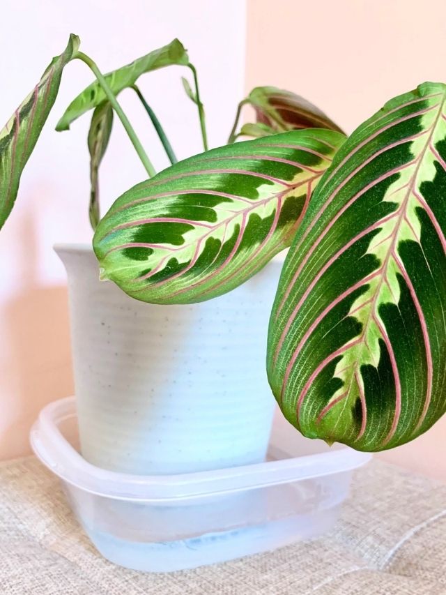 Bottom Watering Plants Why and How! Sprouts and Stems