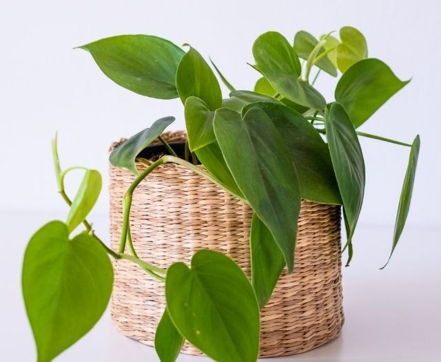heartleaf philodendron plant