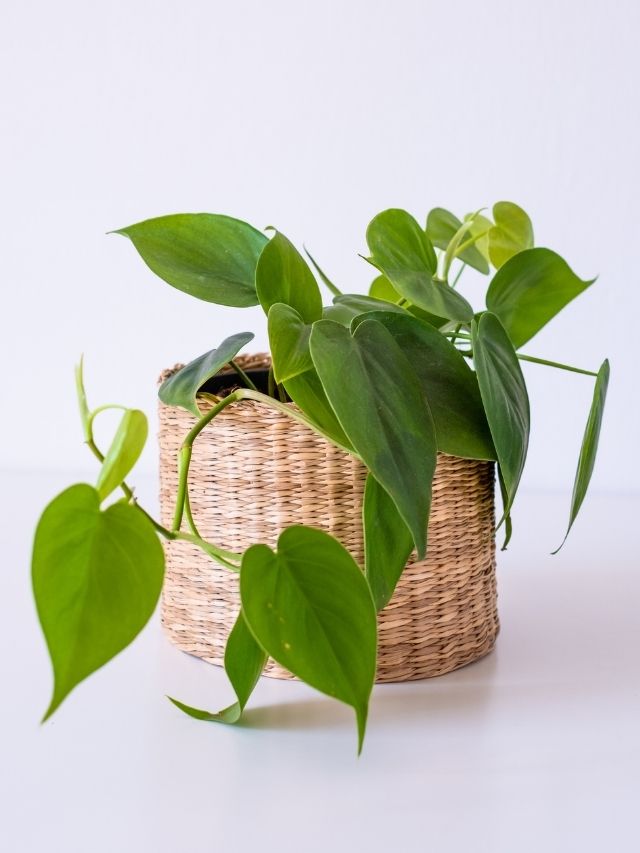 Heartleaf Philodendron Care & Propagation