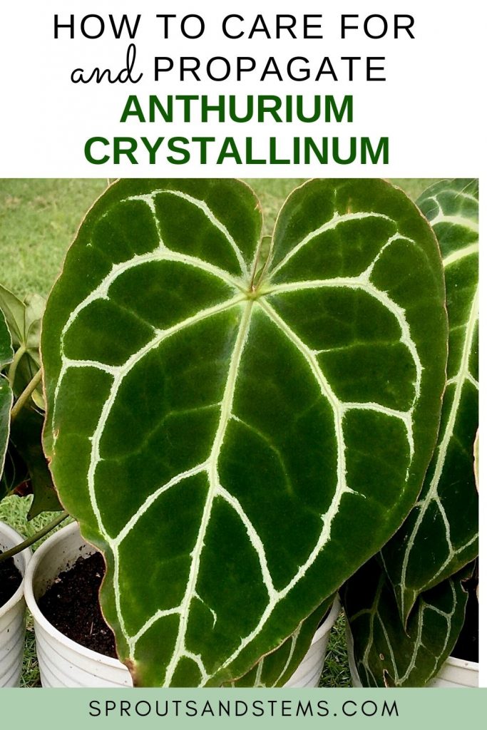 Easy Anthurium Crystallinum Care & Propagation—What You MUST Know