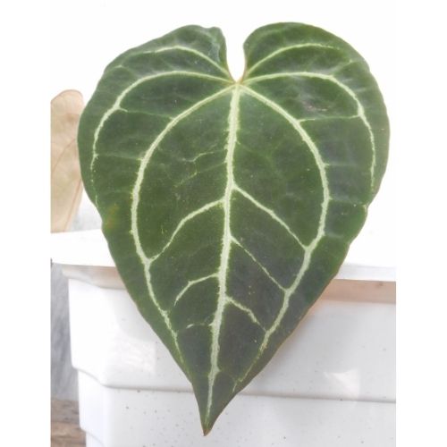 Easy Anthurium Crystallinum Care & Propagation—What You MUST Know
