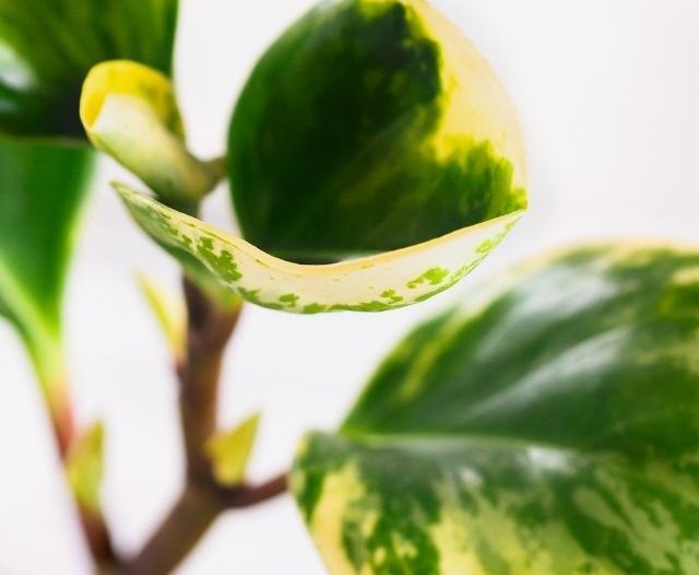 Peperomia Obtusifolia Variegata close up of leaves