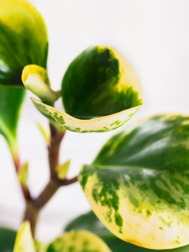 Peperomia Obtusifolia Care & Propagation