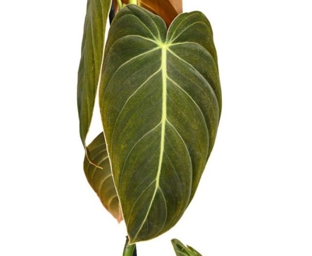 Philodendron Melanochrysum potted plant