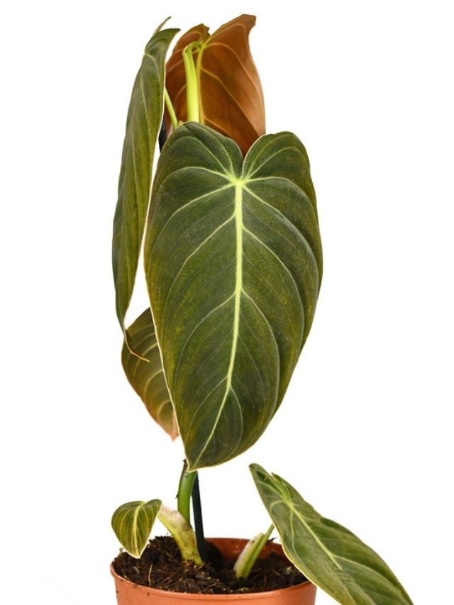 A Guide to Philodendron Melanochrysum