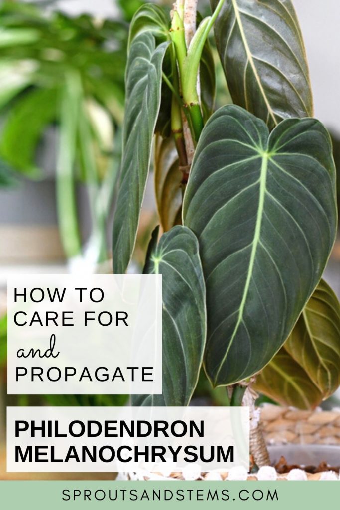 Easy Philodendron Melanochrysum Care & Propagation | Sprouts and Stems