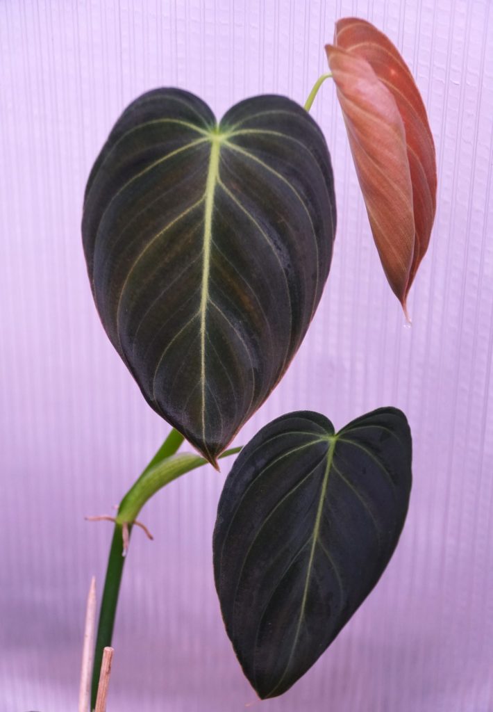 air purifying plant indoor Spider Plant main image 0