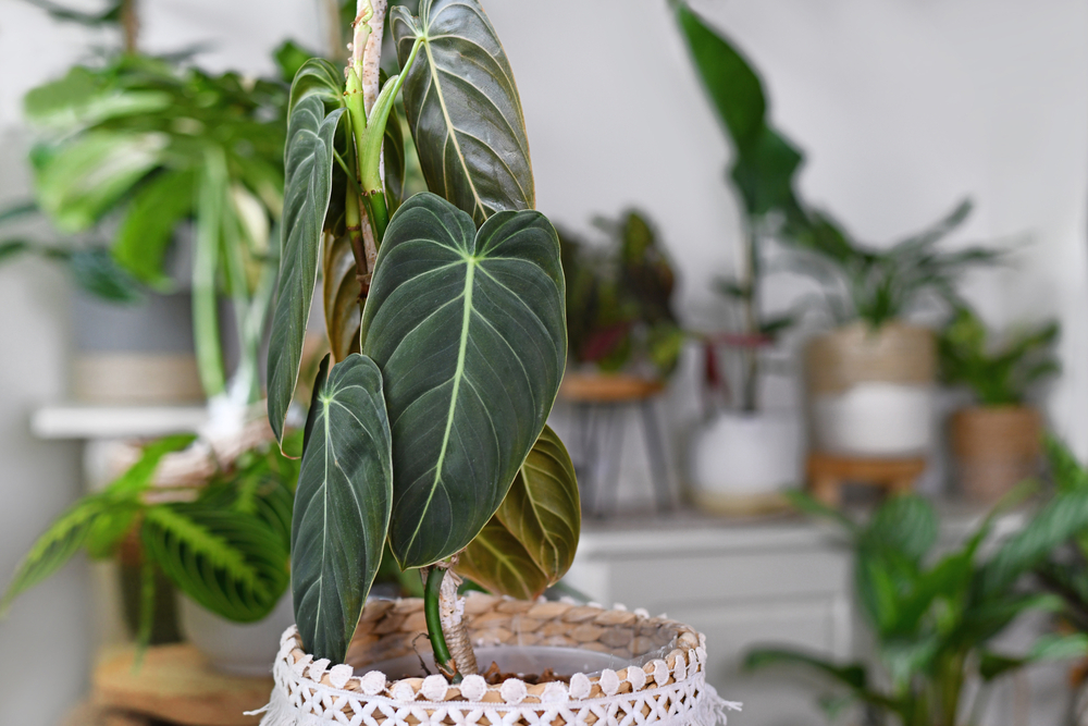 philodendron jungle boogie flower Philodendron Jungle Boogie - Live Plant main image 1