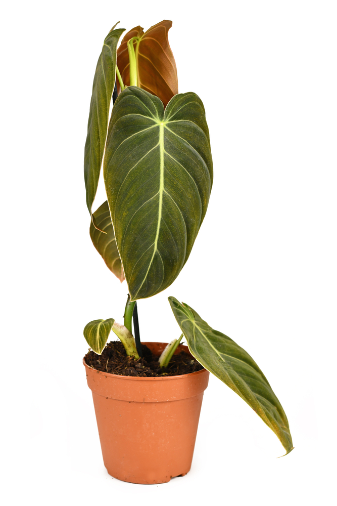 Philodendron Melanochrysum potted plant