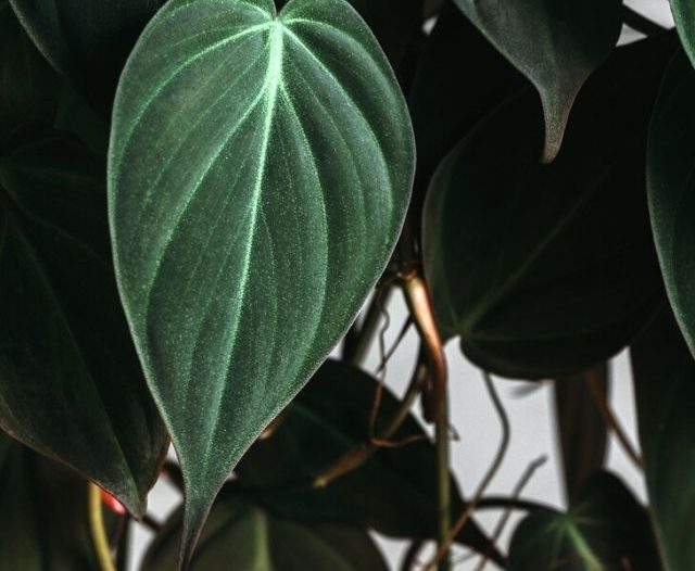 Philodendron Micans leaves