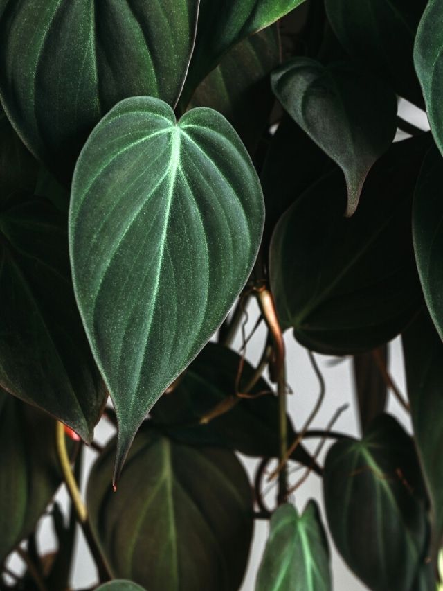 Easy Philodendron Micans Care & Propagation!