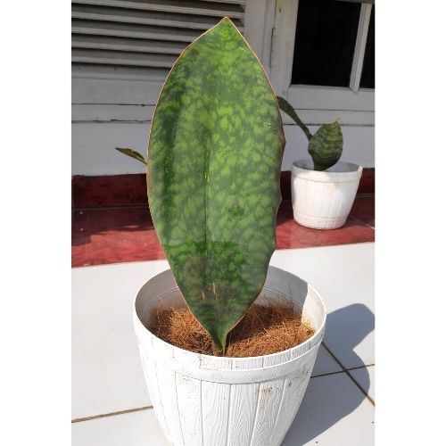 Sansevieria Masoniana plant in a pot on a table