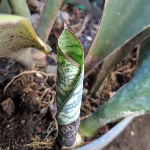 topfpflanze rankend Epipremnum aureum (Efeutute / Goldene Efeutute) – Pflegeleichte Rank- –  Blumen-Senf® main image 1