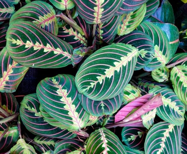 prayer plant leaves