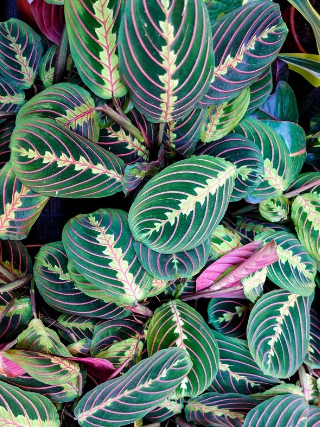 Easy Prayer Plant Care & Propagation! Sprouts and Stems