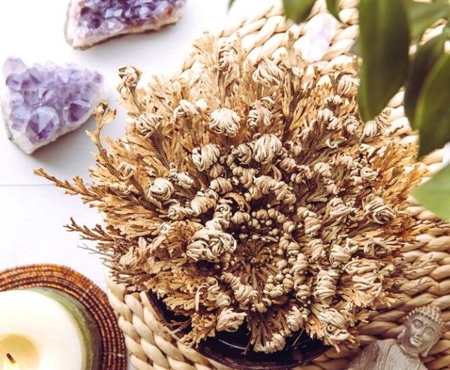 Resurrection Plant on a table