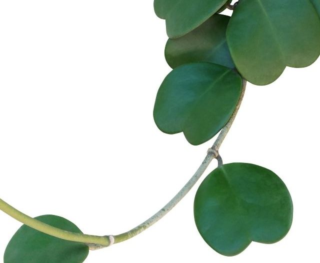 hoya kerrii vine on white background