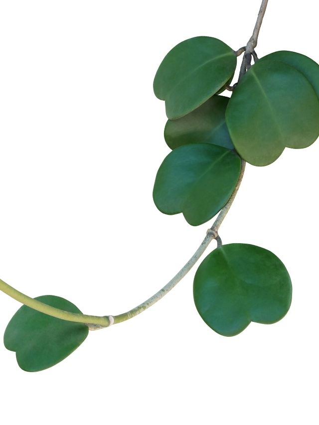 Easy Hoya Kerrii Care & Propagation!