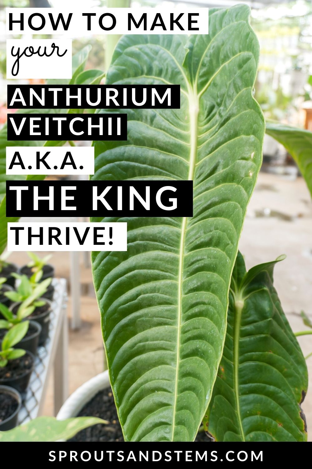 Anthurium Veitchii Caring for & Propagating the King Sprouts and Stems