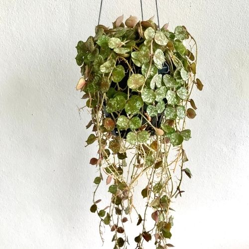 Hoya Curtisii in a hanging basket on a white background