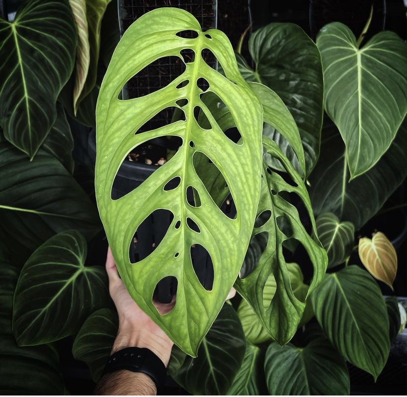 Easy Monstera Epipremnoides Care & Propagation | Full Guide!